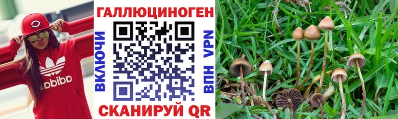магазин продажи наркотиков  Алапаевск  Галлюциногенные грибы Cubensis 